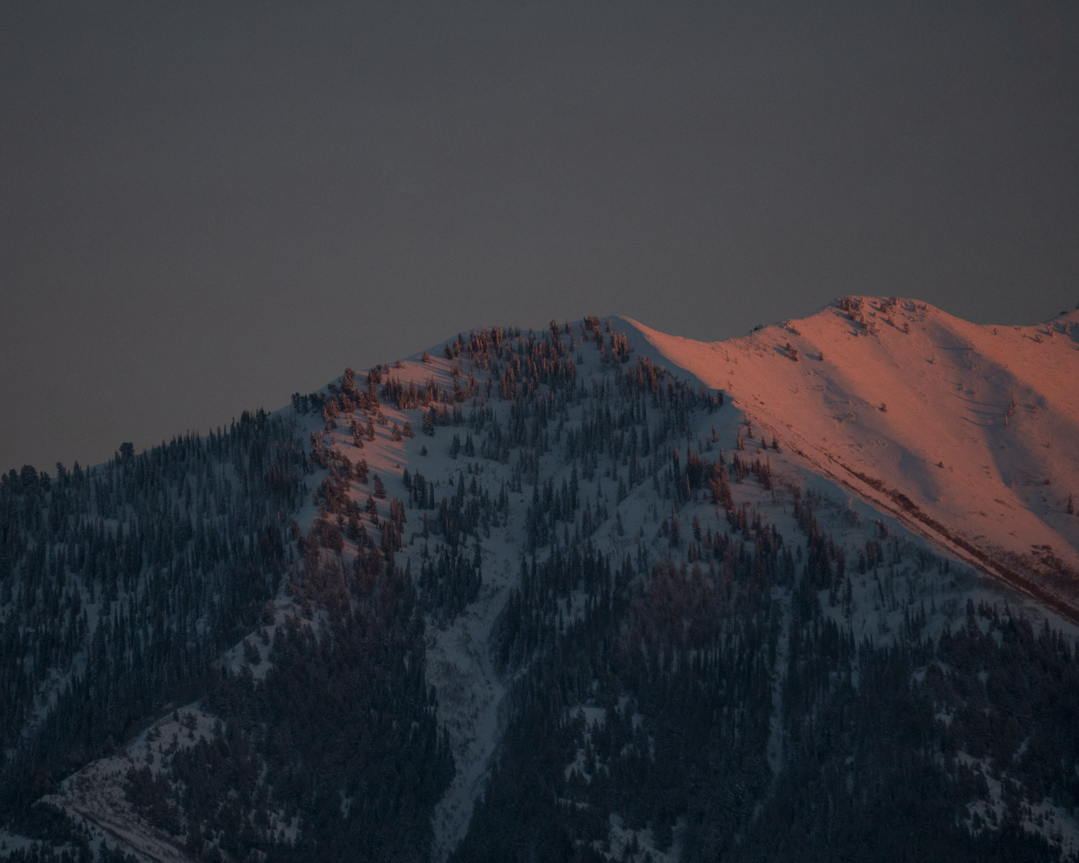 Sunset light hits the blue mountains slopes with many pine trees